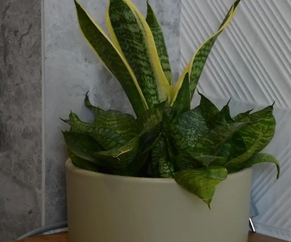 Jaskolki W Pilicach * Jastrzębia Góra